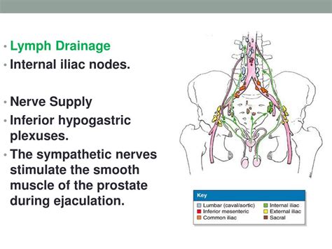 Prostate drainage .
